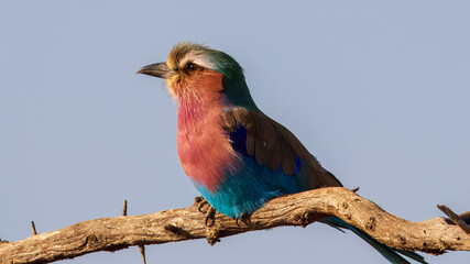 Lilac Breasted Roller