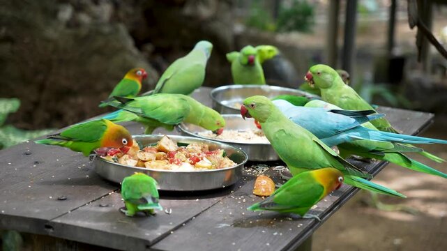 A flock of colorful parrots, including Green Parakeets and Lovebirds, eating seeds and fruit from bowls on a wooden table in an aviary.Feeding time for a group of tropical birds