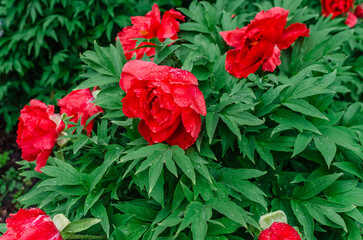 Obraz premium Red lush peony, commonly known as Chinese peony, bushy, herbaceous perennial plant. Garden decoration, florist's choice.