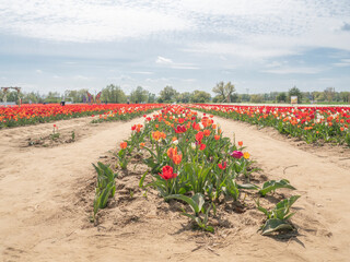 Tulipany na przebranych grządkach