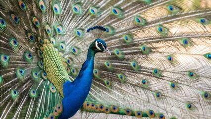 Obraz premium Proud Peacock Displaying Iridescent Tail Feathers
