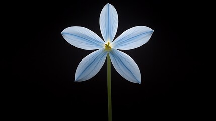 A delicately illuminated pale blue flower with five petals on black background