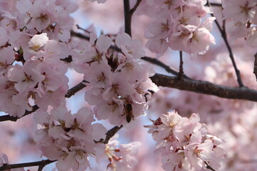 pink cherry blossom , sakura
