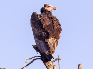 White-headed Vulture