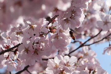 cherry tree blossom , sakura