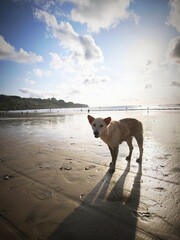 dog on the beach