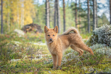 Fototapete bei efototapeten.de bestellen   