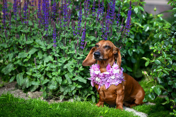 dog with flowers