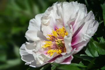 Macro photo of white and pink peony