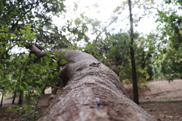 hand holding a tree