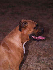 Obraz premium Majestic Canine Profile