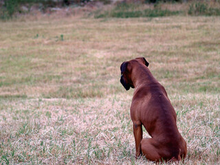 Solitary Canine Gaze