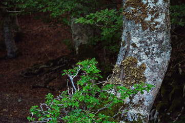 nature sceneries inside a forest  on the slopes of Mount Volturino