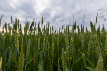 Aufnahme von eonem Weizenfeld mit sch&ouml;nem Wolkenhimmel.