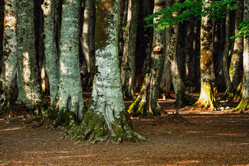 nature sceneries inside a forest  on the slopes of Mount Volturino