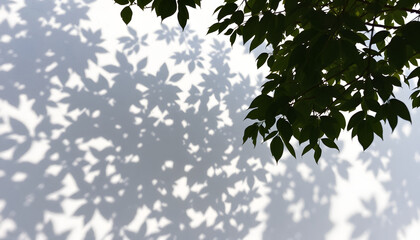 Lush green leaves and delicate tree branches cast intricate shadows with soft sunlight filtering through onto a smooth white concrete wall, creating a serene natural backdrop for wallpapers and desi