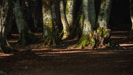 nature sceneries inside a forest  on the slopes of Mount Volturino