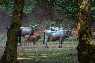 cows pasturing inside a wood, mount volturino, marsicovetere, potenza, Italy