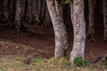 nature sceneries inside a forest  on the slopes of Mount Volturino
