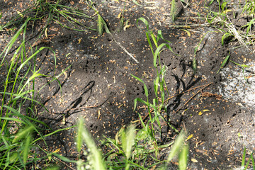 A close view of an ant colony being actively excavated in the soil, surrounded by green grass and small plants under bright sunlight in a natural setting