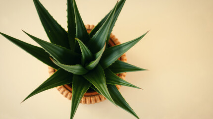 Fototapeta premium aloe vera plant