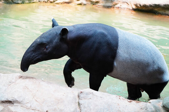 Malayan Tapir, also called Asian Tapir (Tapirus indicus)