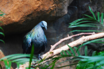 A closeup shot of a Nicobar pigeon. The Nicobar Pigeon Caloenas nicobarica has grey body feathers and greenish wing and back feathers.