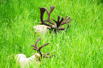 Reindeer are sleeping in a meadow in summer at the zoo in Minnesota.