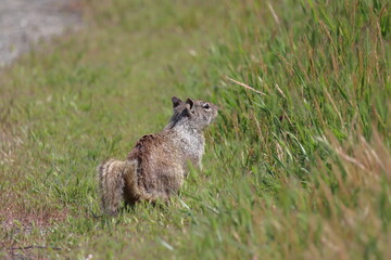 Ground squirrel (Spermophilus citellus) in the grass