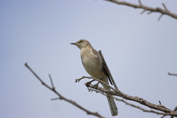a bird on a branch of a tree in the garden.Oriental Mockingbird (Luscinia svecica).
