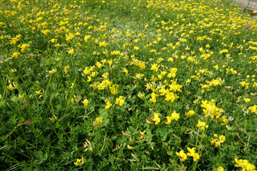 A carpet of Birds-foot Trefoil (Lotus corniculatus) growing in a meadow
