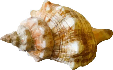 shell and shellfish in the sea4