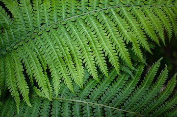 Fern leaves close-up. Bright green and lush fern leaves with selective focus.