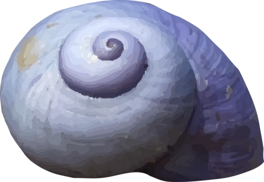 shell and shellfish in the sea18