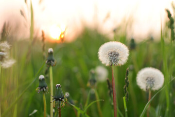 Fluffy texture of a white dandelion flower close-up. The concept of fragility. spring time.