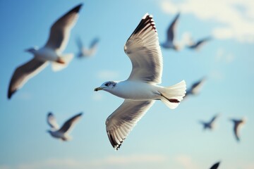 Obraz premium Seagulls soar gracefully in a bright blue sky above the ocean during the afternoon