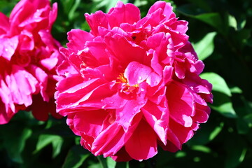 Pink peony flower in bloom.