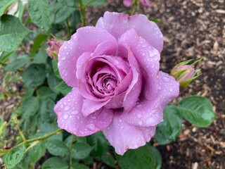 purple rose in garden with raindrops