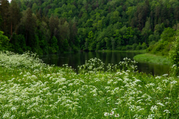 Beautiful wild and natural blooming meadow in Sigulda Gauja National Park in Latvia in June at the river Gauja