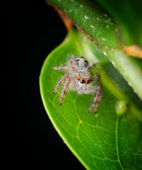 Macro-Photographic Analysis of a Jumping Spider (Salticidae) on Foliage: Morphology, Habitat Context, and Visual Characteristics