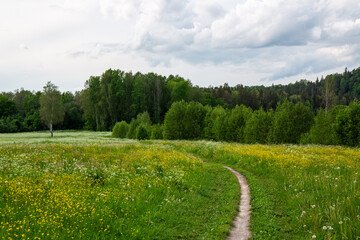 Beautiful wild and natural blooming meadow in Sigulda Gauja National Park in Latvia in June