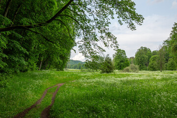 Beautiful wild and natural blooming meadow in Sigulda Gauja National Park in Latvia in June