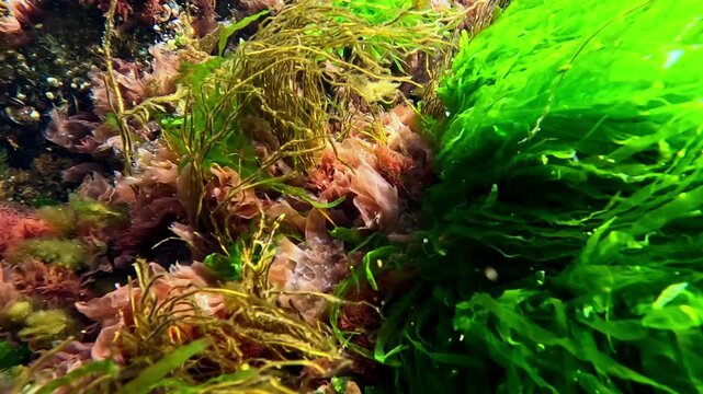 Underwater landscape in the Black Sea, oxygen release by different types of algae growing on rocks in clean, clear water in spring