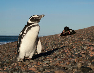 Pingüino de magallanes en playa y una persona fotografiándolo por detrás.
