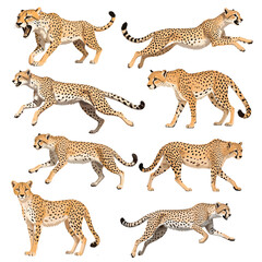 Set of Cheetah gesture vector style