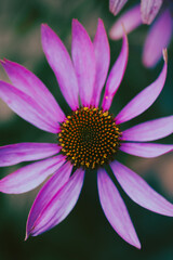 Obraz premium A stunning pink flower showcases delicate petals and a bright orange center