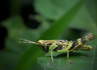 Morphological Details and Camouflage Patterns of a Grasshopper Nymph in a Natural Habitat