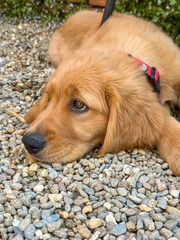 golden retriever puppy laying on the ground