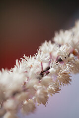 The delicate white flowers exhibit intricate structures