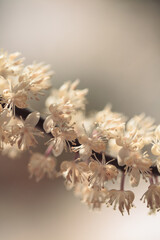 The delicate white flowers exhibit intricate structures